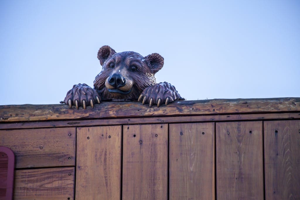 bear, unwanted guest at the cottage