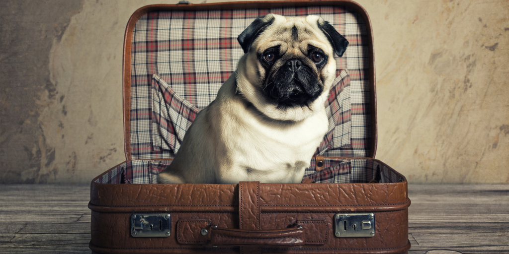 Guest Post - Moving w Dogs, Pug moving in Toronto