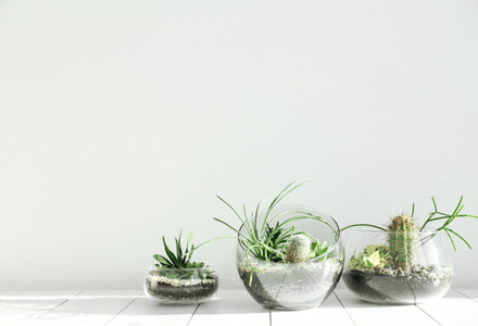 specialty moving fragile plants terrarium