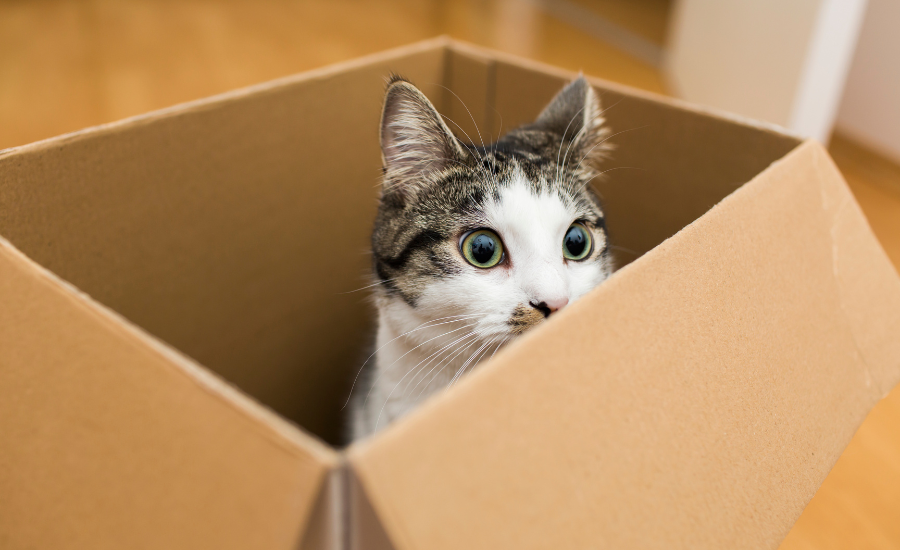 cat in a moving box