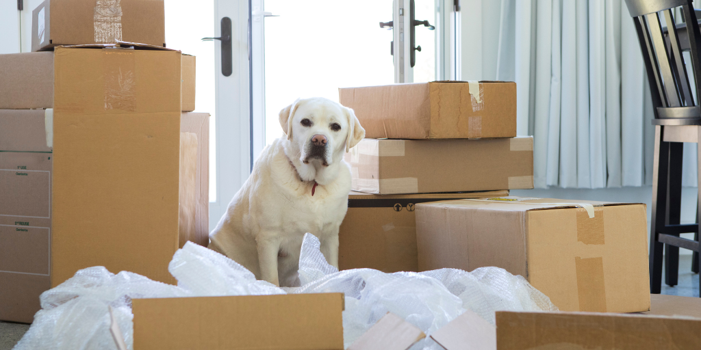 tips for moving with pets